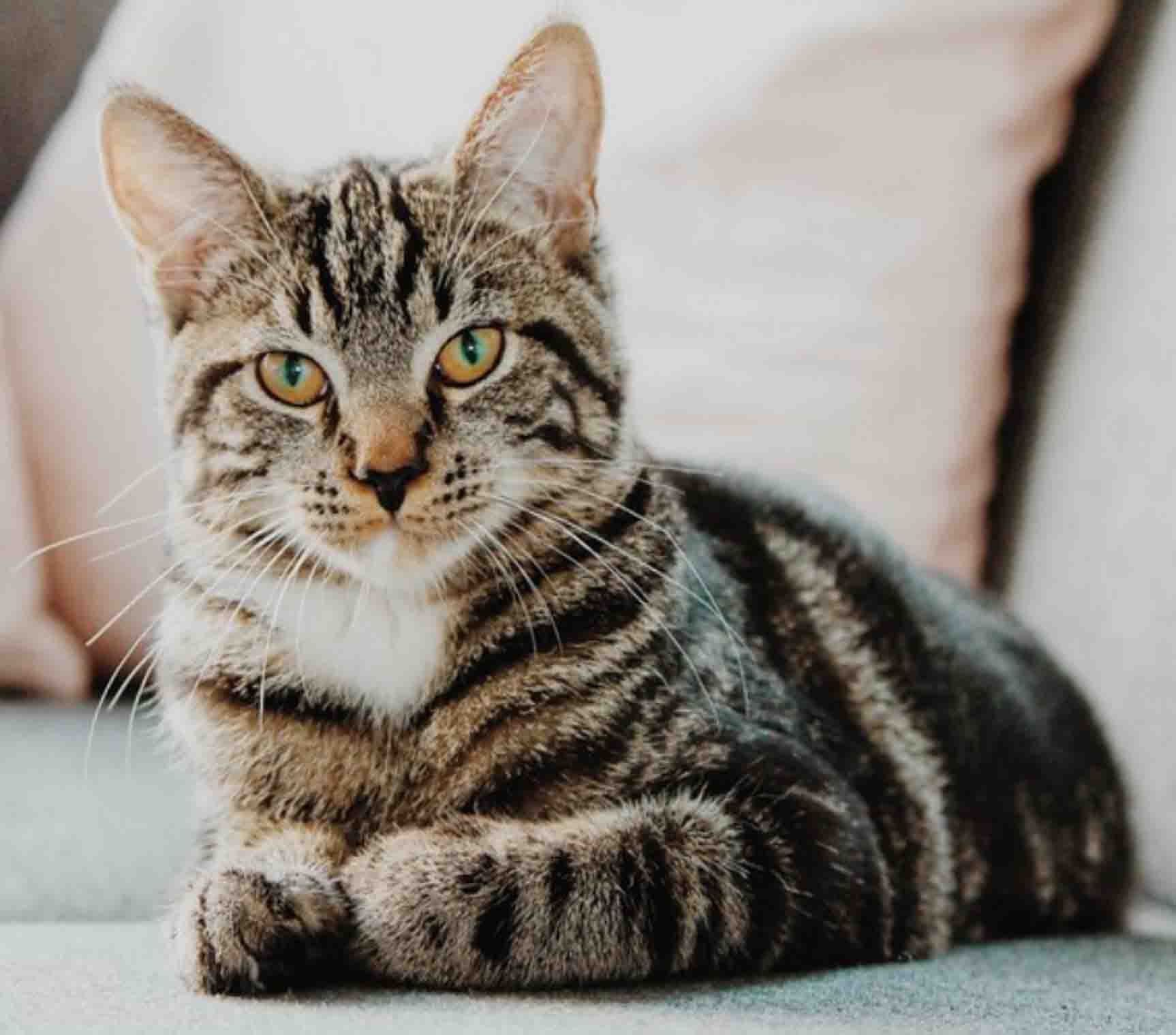 American Shorthair – aprende tudo sobre essa raça de gato