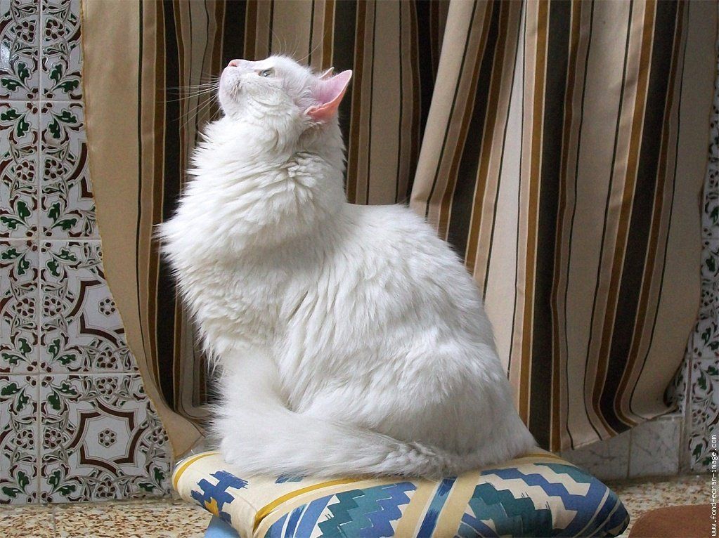 Angorá Turco – características e informações do ‘gato angorá’