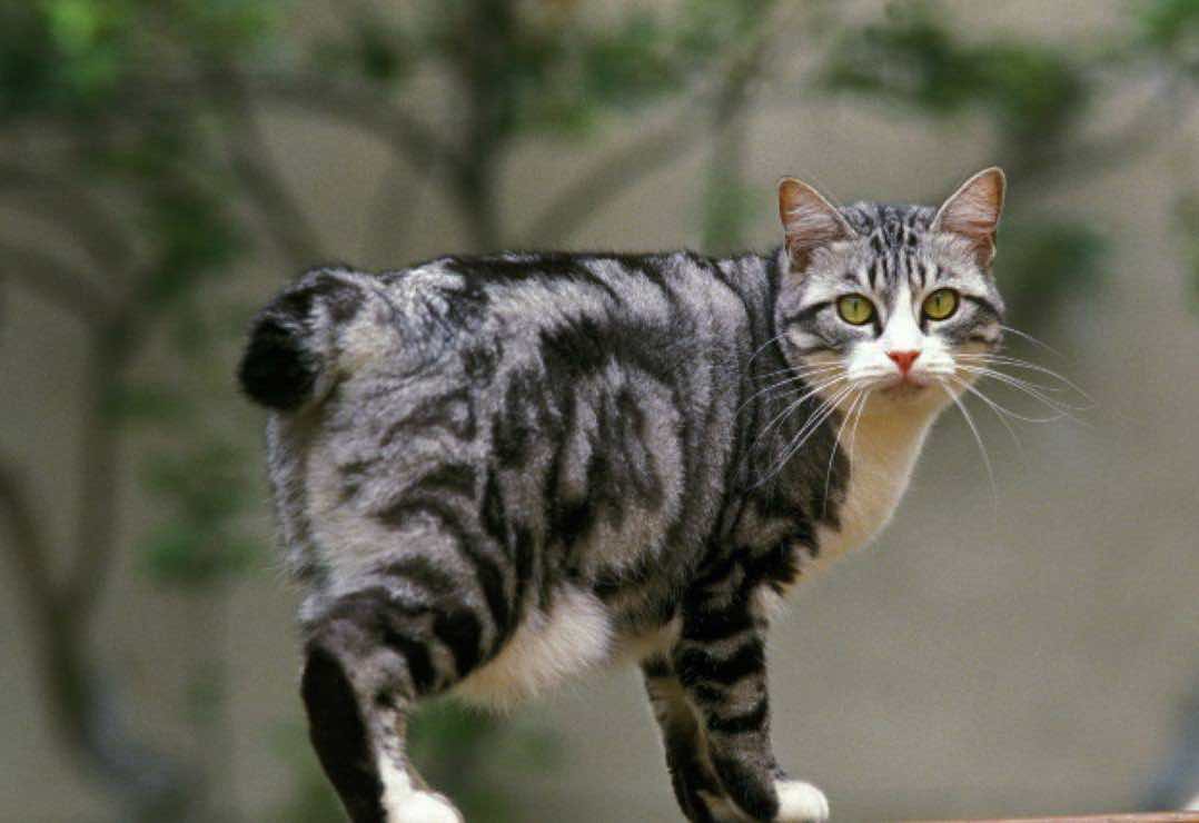 Bobtail Japonês – cuidados, curiosidades e informações sobre a raça de gato