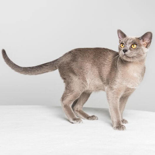 Burmese – tudo que você precisa saber sobre essa raça de gato