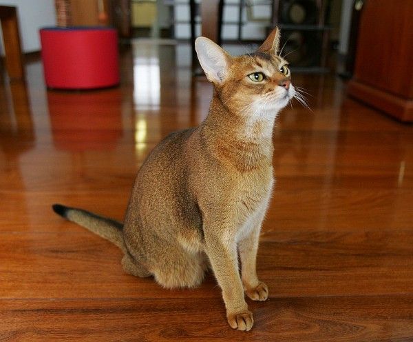 Gato Abissínio – Uma Raça Elegante e Enérgica