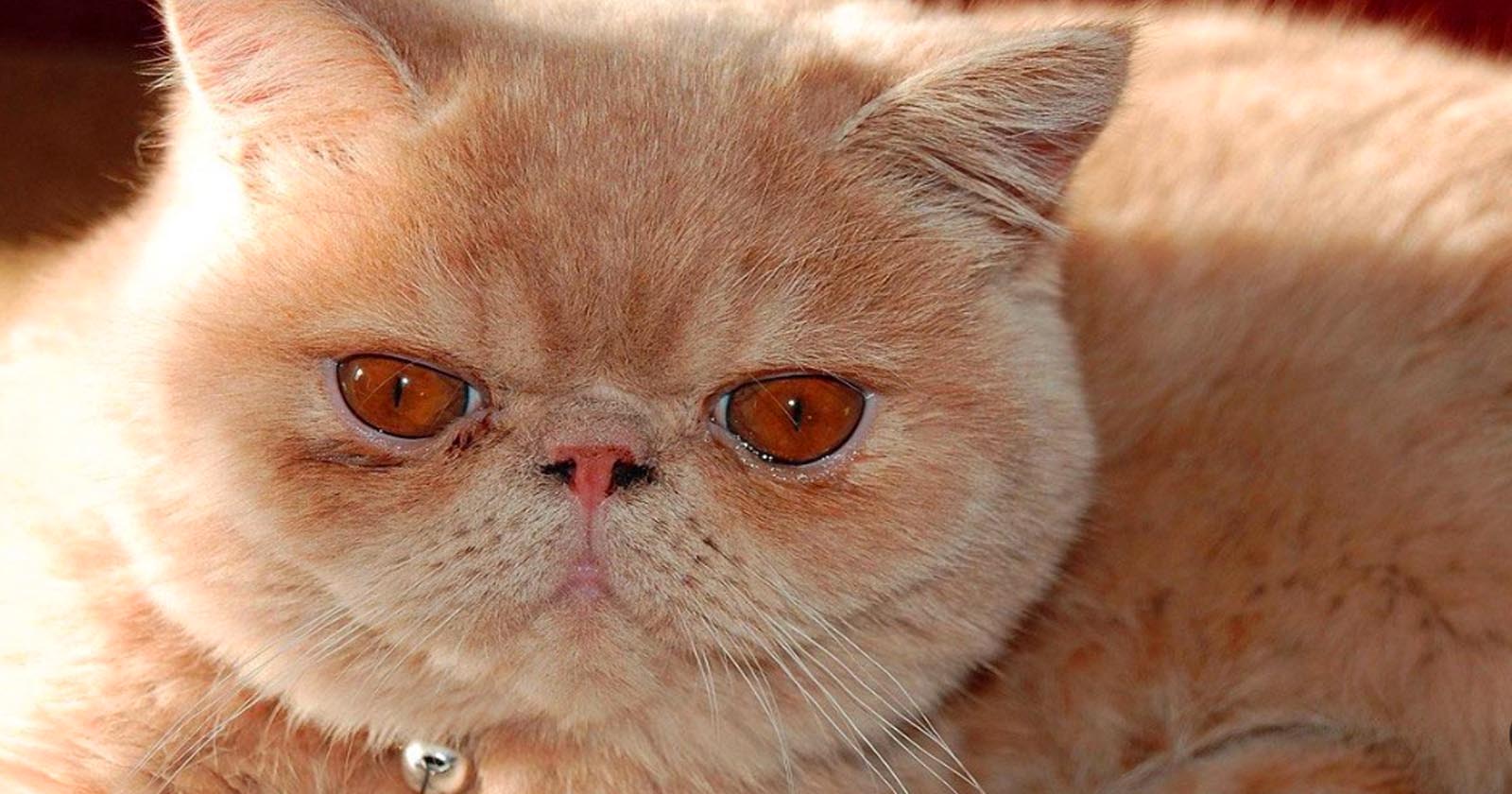 Gato persa – como cuidar e curiosidades sobre a espécie mais popular do mundo
